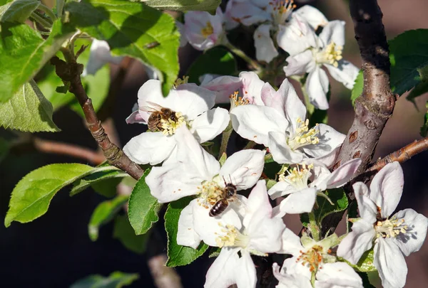 Bee op een bloem van de witte kersenbloesem in de lente — Stockfoto