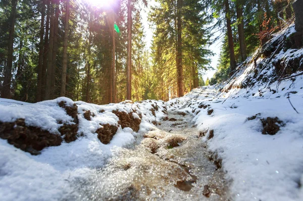 Sentiero di montagna nel bosco — Foto Stock