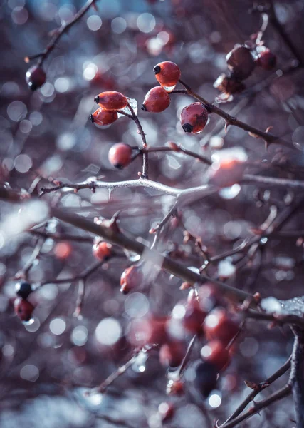 Bobule červená Šípková na Zimní strom — Stock fotografie