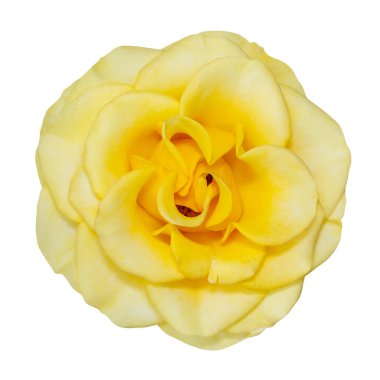 Beyaz arkaplanda izole edilmiş sarı çiçek