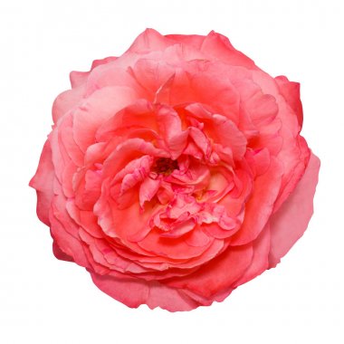 Pembe çiçek baş beyaz arka plan üzerinde izole.