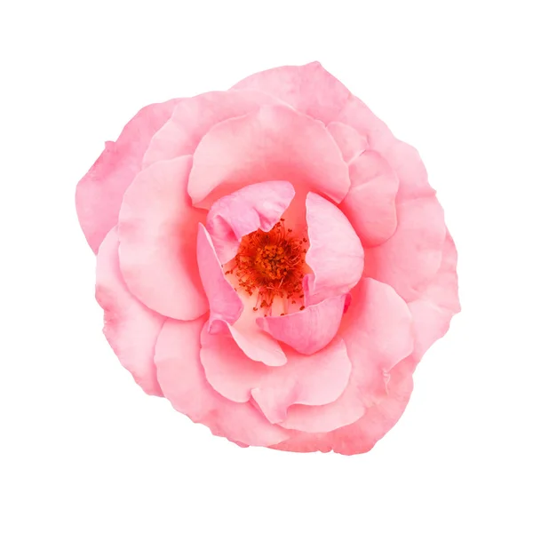 Beautiful pink flower isolated on white background — Stock Photo, Image