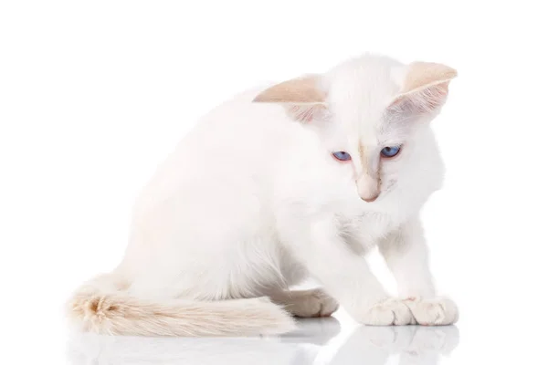 Сиамская кошка позирует на белом фоне — стоковое фото