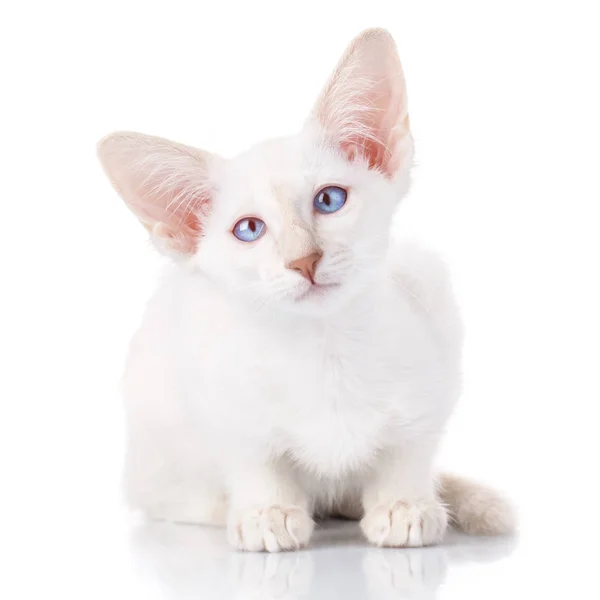 블루 포인트 샴 고양이 초상화 — 스톡 사진