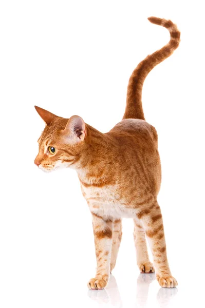 Ocicat male cat — Stock Photo, Image