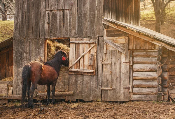 Bruin paard staande in de buurt van de houten kraampjes — Stockfoto
