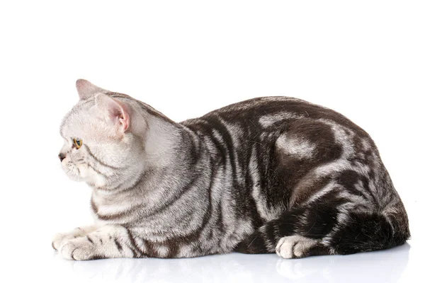 Cute silver-white kitten siting isolated Stock Picture