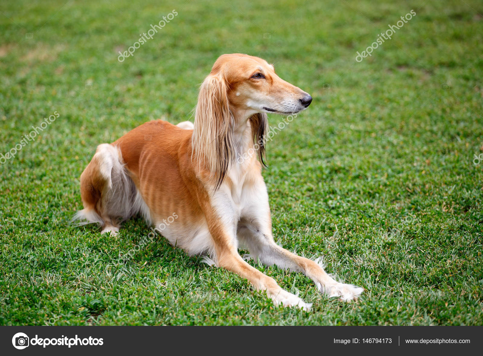 Dog Breed Arabian Saluki For Sale Long Haired Saluki Long Haired
