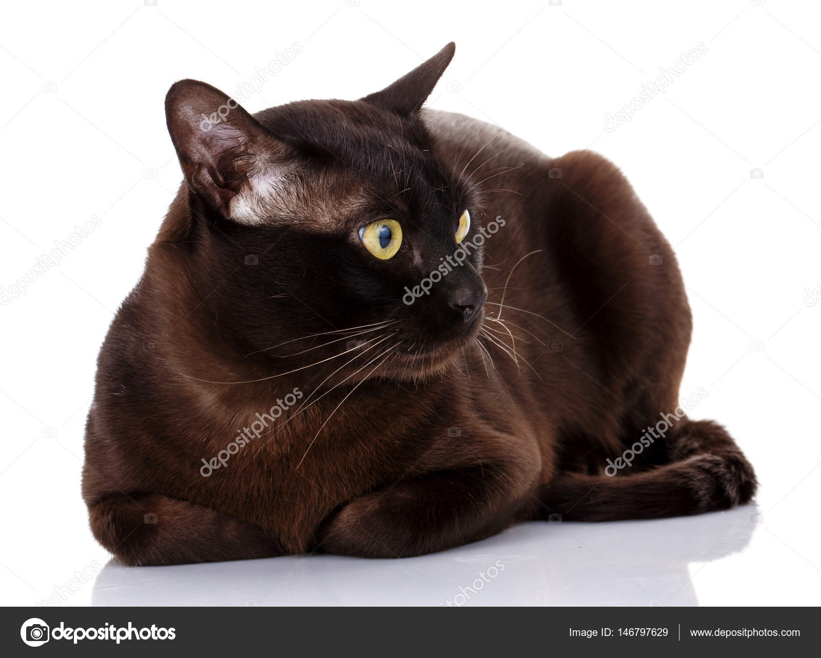 Black Burmese cat with yellow eyes lying on white background