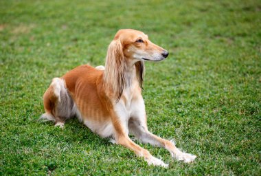 Parkta yalan saluki köpeği