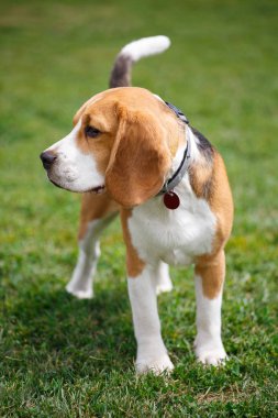 Bir av köpeği portresi.