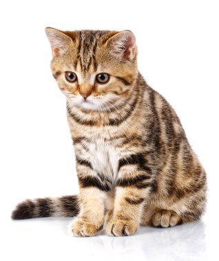 beyaz zemin üzerine oturan kedi