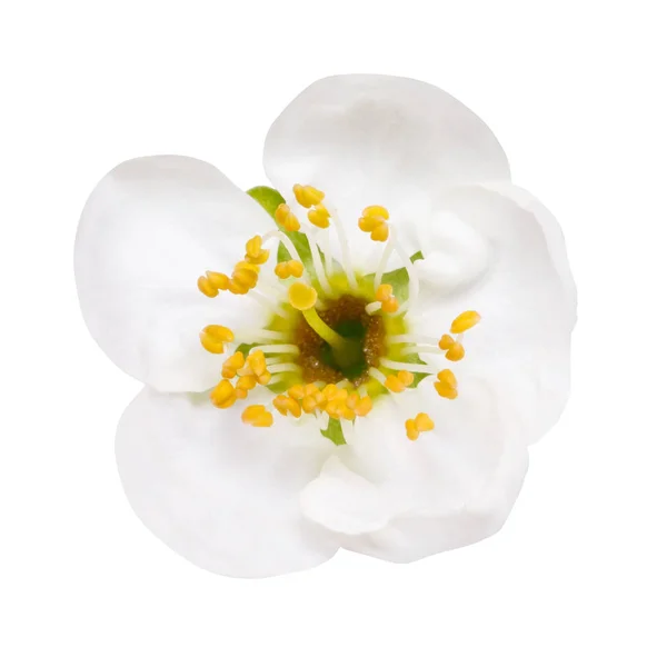 Witte bloemen van kersenbloesem geïsoleerd op wit — Stockfoto