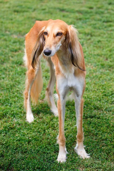 Saluki pies w ogrodzie — Zdjęcie stockowe