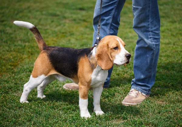 Beagle puppy in breed dog — Stock Photo, Image