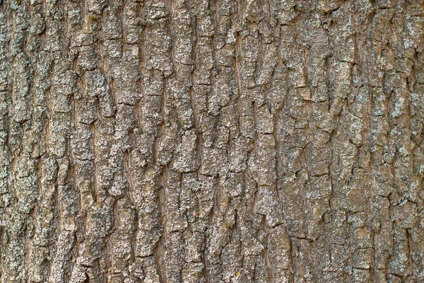 Texture of a living tree — Stock Photo, Image