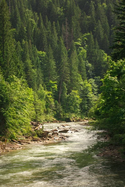 Río de montaña rápido en un bosque de pinos —  Fotos de Stock