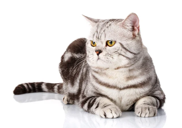 Porträtt av härliga silver katt liggande på en vit bakgrund — Stockfoto