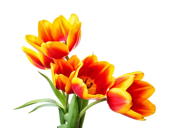 Bouquet of tulips  on white background — Stock Photo, Image