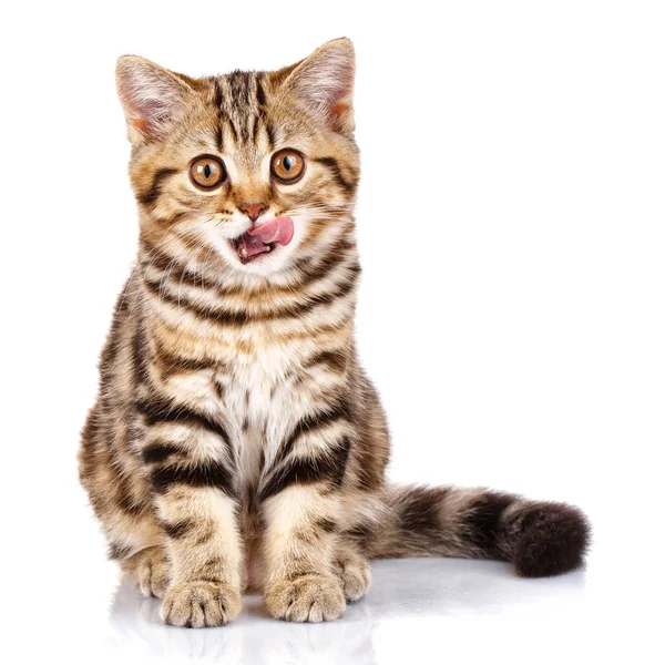 Scottish kitten sitting with open mouth — Stock Photo, Image