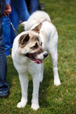 Beyaz alabai büyük köpek ayakta çimenlerin üzerinde