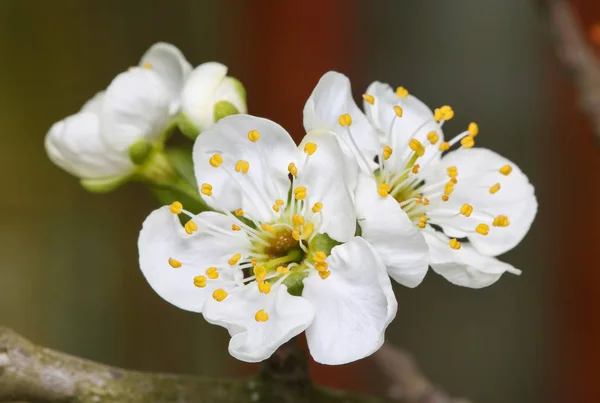 Fiori primaverili fiori di prugna — Foto Stock