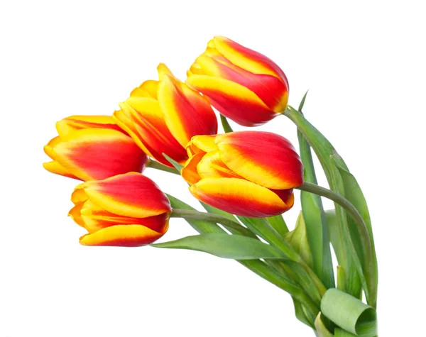 Bouquet de tulipes sur fond blanc — Photo