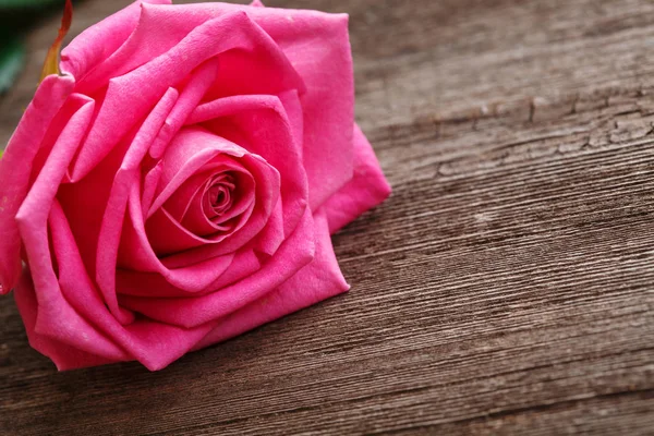 Pink rose head on the wooden background — Stock Photo, Image