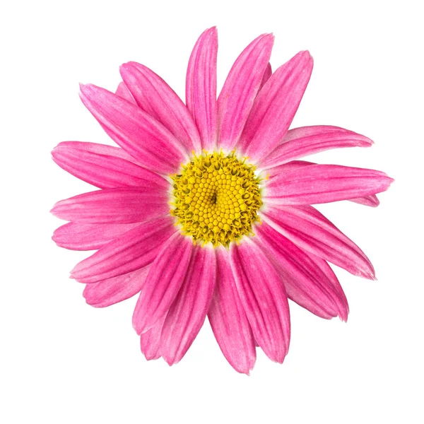 ピンクの頭花をつける — ストック写真