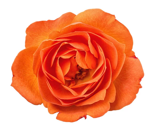 Orange ros huvud isolerad på vit bakgrund — Stockfoto