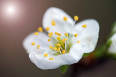 Kiraz tomurcuğunun öğretisi beyaz çiçekler