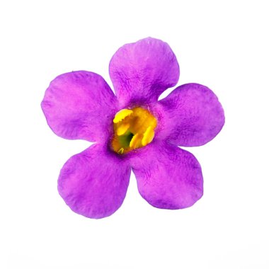 Menekşe çiçek kafa