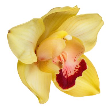 Sarı orkide kafa, beyaz bir arka plan üzerinde izole