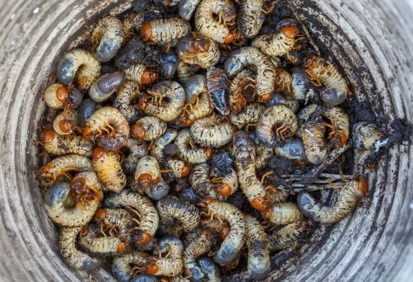 May beetle larvae collected in a bucket — Stock Photo, Image