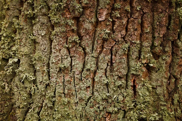 Textura de madera fondo — Foto de Stock