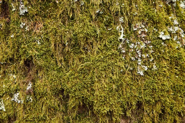 Fondo de musgo verde — Foto de Stock