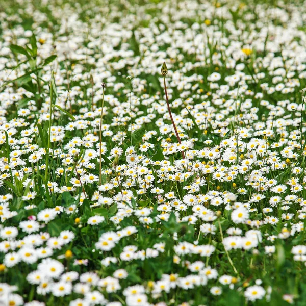 Sommaren bakgrund. blommande daisy blommor fält — Stockfoto