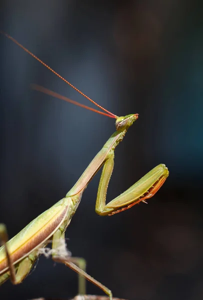 Insect mantis portrait close up. — Stock Photo, Image
