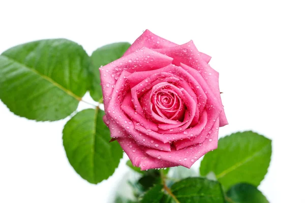 Rosa rosa cabeza aislada sobre fondo blanco —  Fotos de Stock