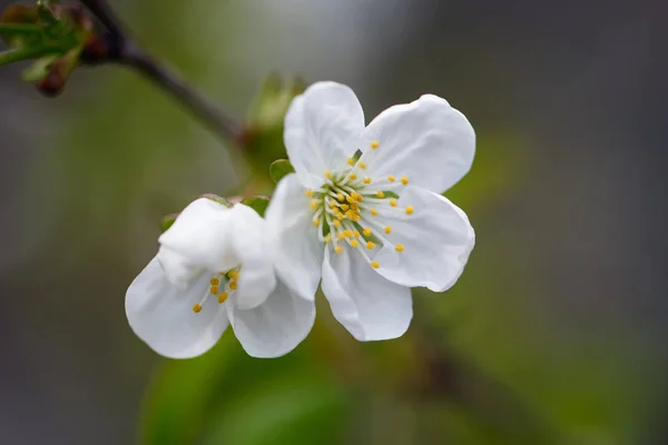 Spring white flowers on a tree branch — Stock Photo, Image