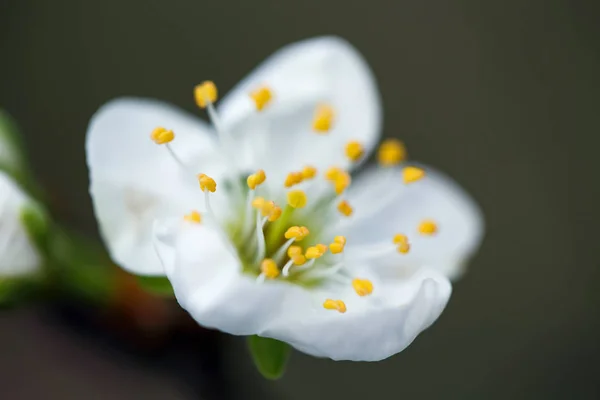 Flores brancas de flor de cereja — Fotografia de Stock