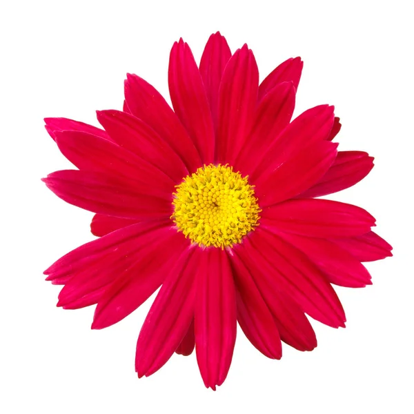 Red flower head — Stock Photo, Image