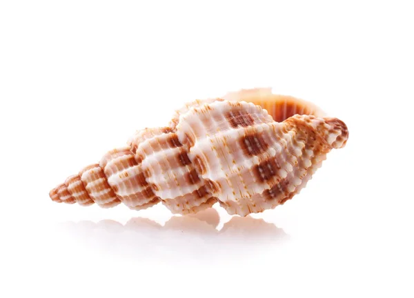 Sea shell isolated on white background — Stock Photo, Image