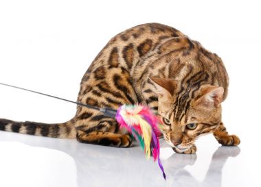 oynak bengal kedisi arıyorum. Beyaz arka plan üzerinde izole