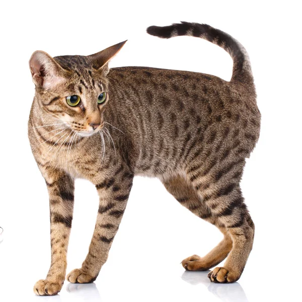 Gato macho ocicat — Foto de Stock