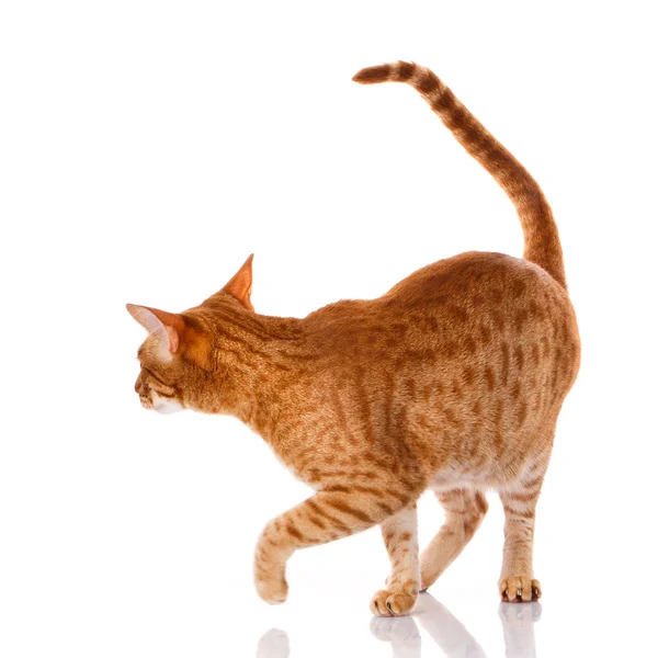 Kot Ocicat czerwony na białym tle, studio fotografii — Zdjęcie stockowe