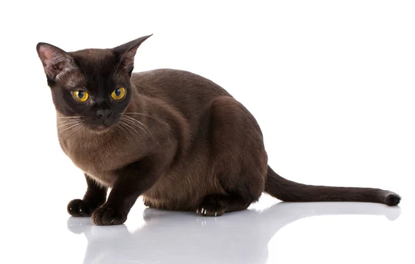 Katt med gula ögon på vit bakgrund — Stockfoto