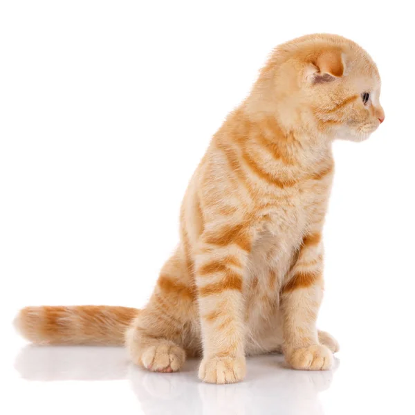 Playful cat standing on hind legs and looking up — Stock Photo, Image