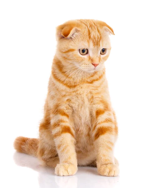 猫，只漂亮的猫，纯种猫，毛茸茸的猫，骄傲的猫，小猫红发-苏格兰猫的肖像 — 图库照片