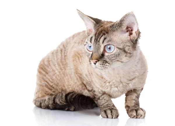 Gatto devon rex grigio con grandi orecchie su sfondo bianco — Foto Stock
